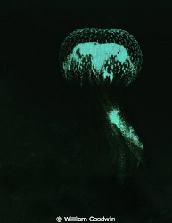 A 10 cm Pelagica noctiluna (common names Night Light Jell... by William Goodwin 